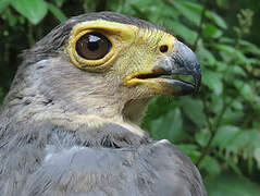 Slaty-backed Forest Falcon