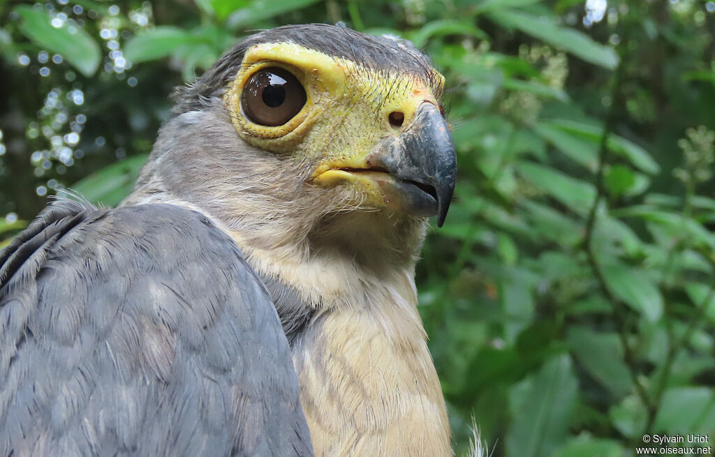 Slaty-backed Forest Falconadult