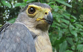 Slaty-backed Forest Falcon