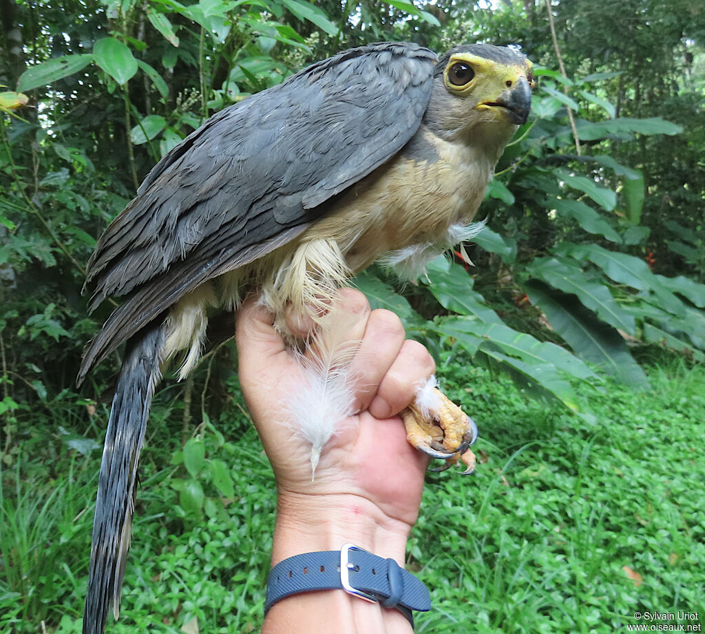 Slaty-backed Forest Falconadult