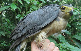 Slaty-backed Forest Falcon