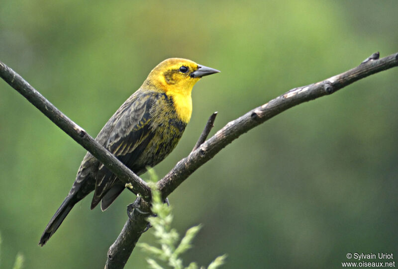 Yellow-hooded Blackbird male subadult
