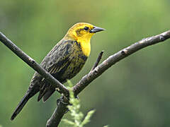 Yellow-hooded Blackbird