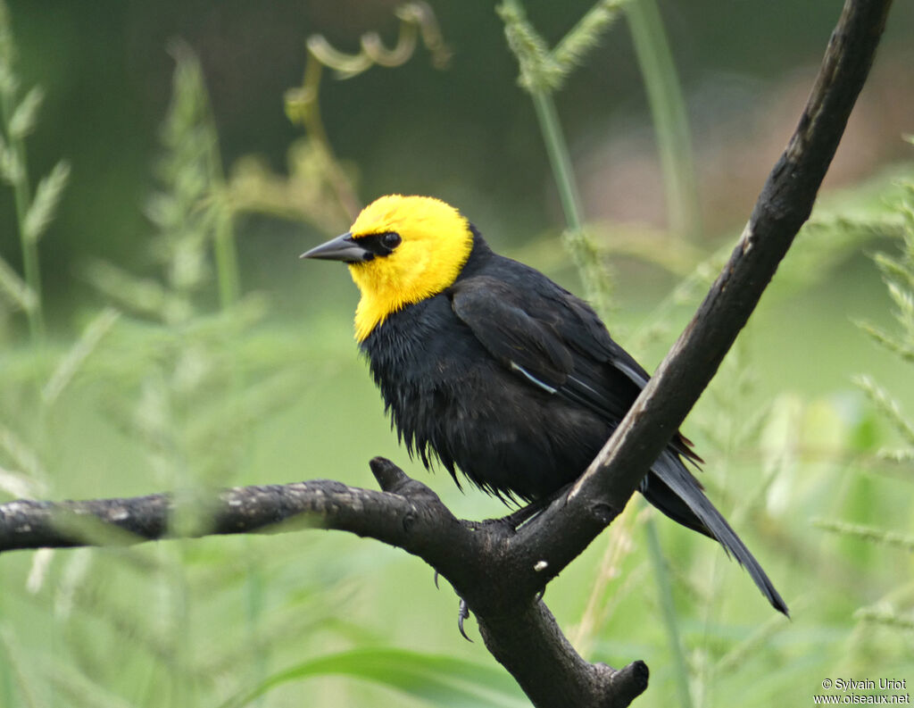 Yellow-hooded Blackbird male adult