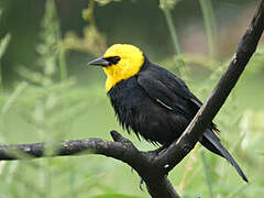 Yellow-hooded Blackbird