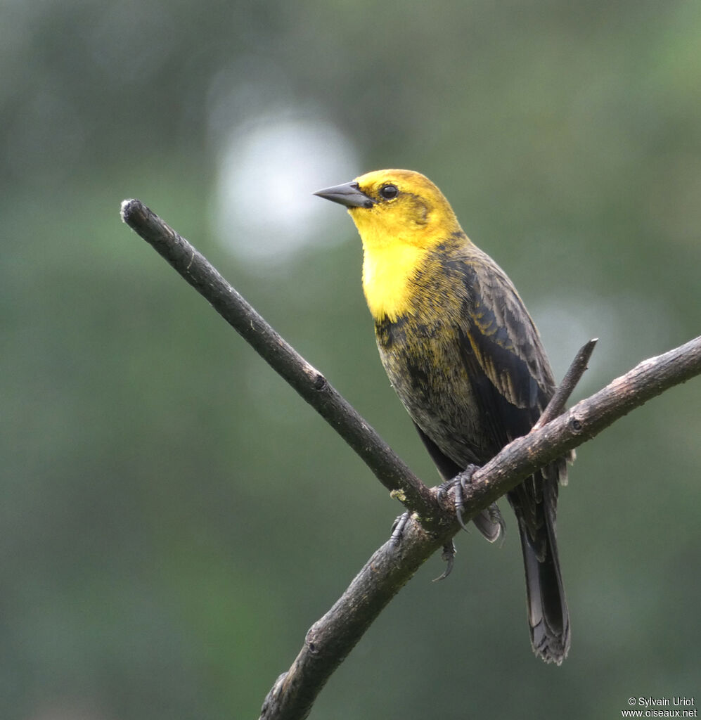 Yellow-hooded Blackbird male subadult