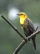 Yellow-hooded Blackbird