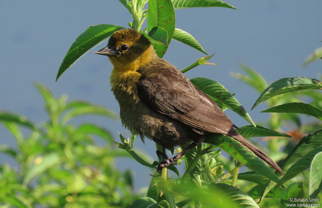 Yellow-hooded Blackbird female adult
