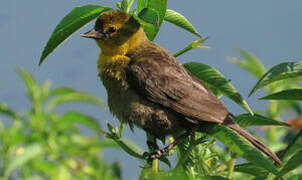 Yellow-hooded Blackbird