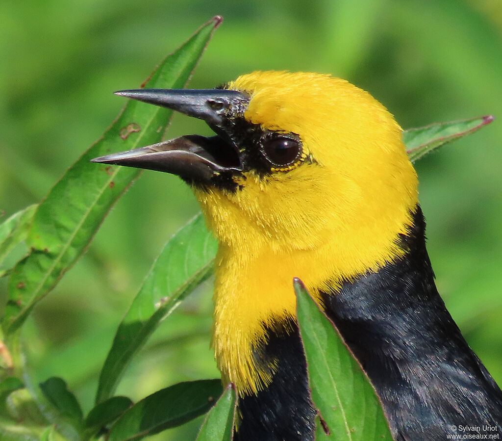 Yellow-hooded Blackbird male adult