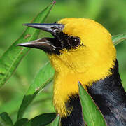 Yellow-hooded Blackbird