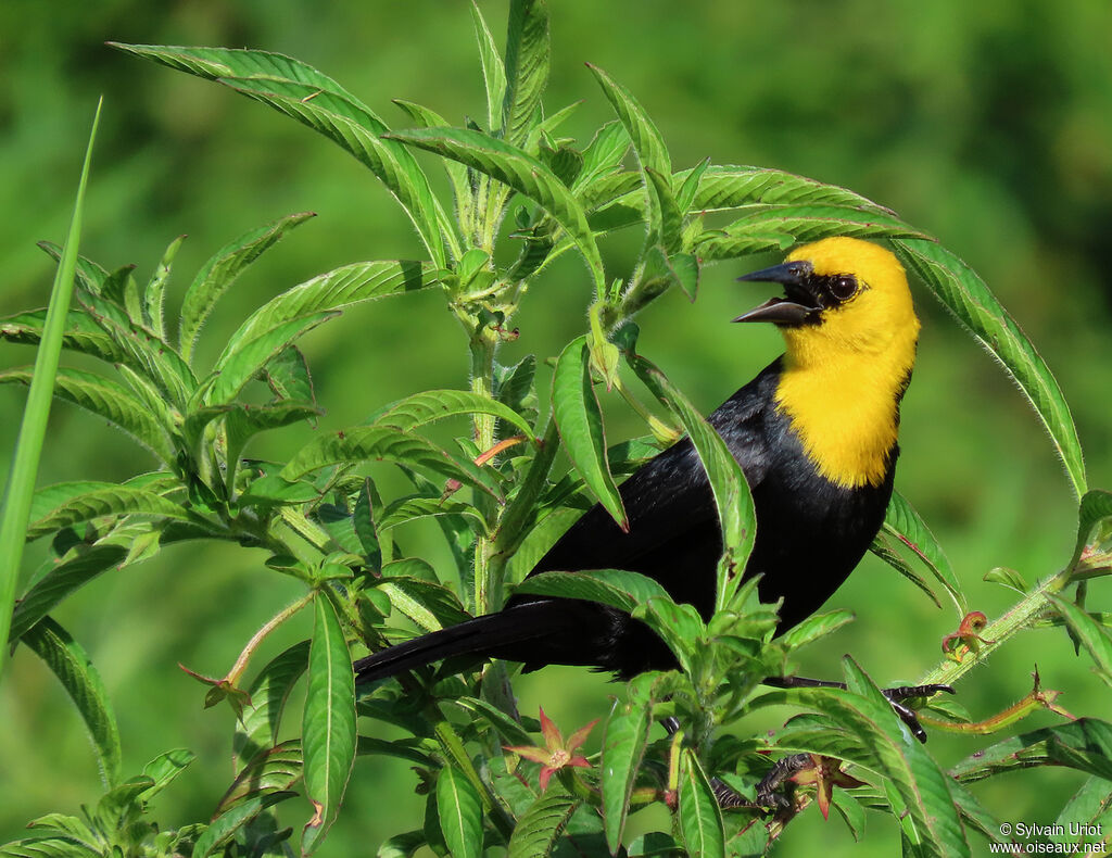 Yellow-hooded Blackbird male adult