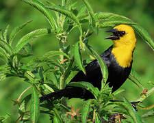 Yellow-hooded Blackbird