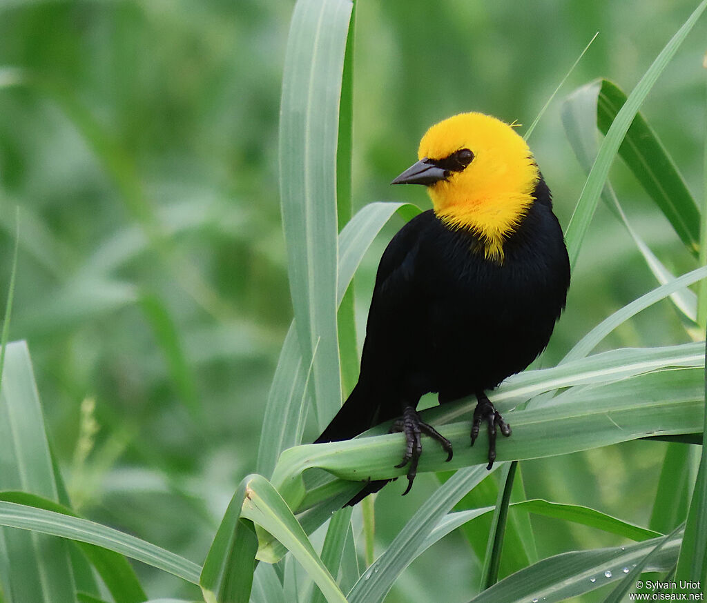 Yellow-hooded Blackbird male adult