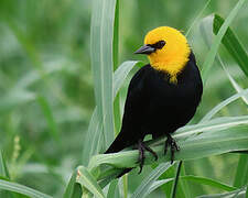 Yellow-hooded Blackbird