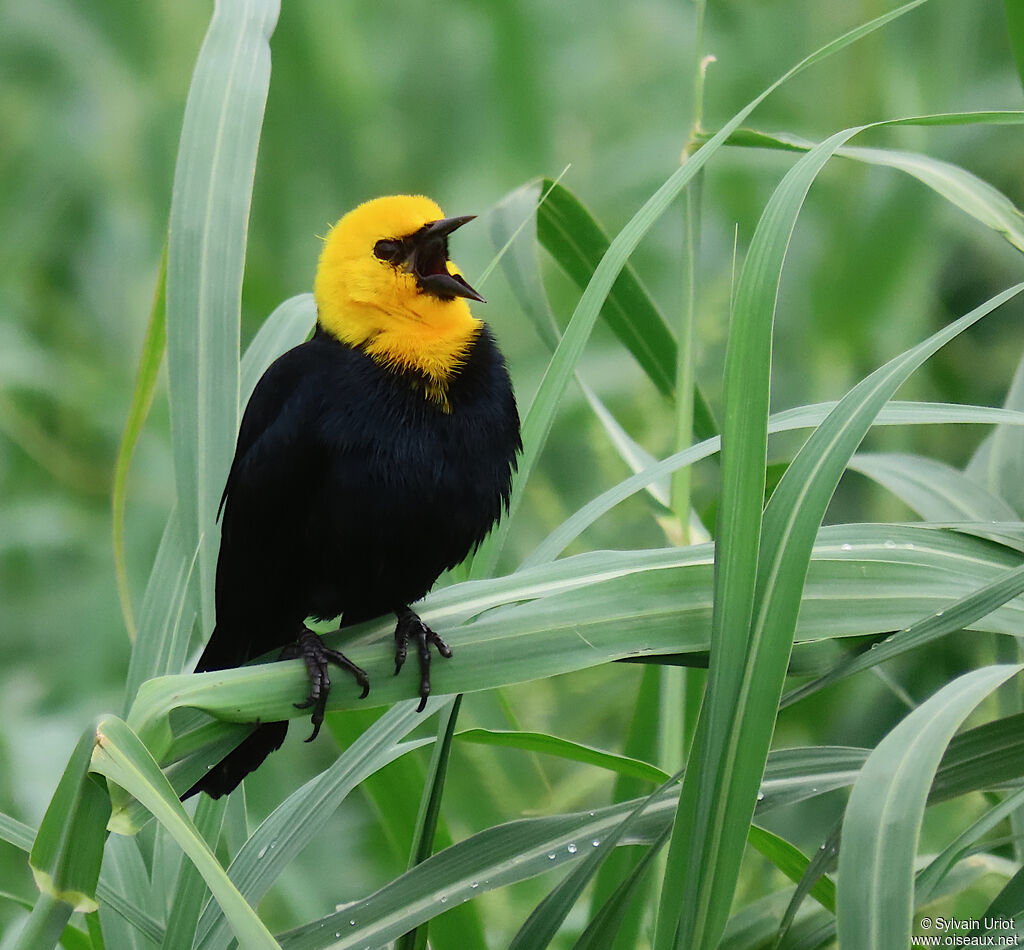 Yellow-hooded Blackbird male adult