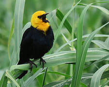 Yellow-hooded Blackbird