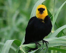 Yellow-hooded Blackbird