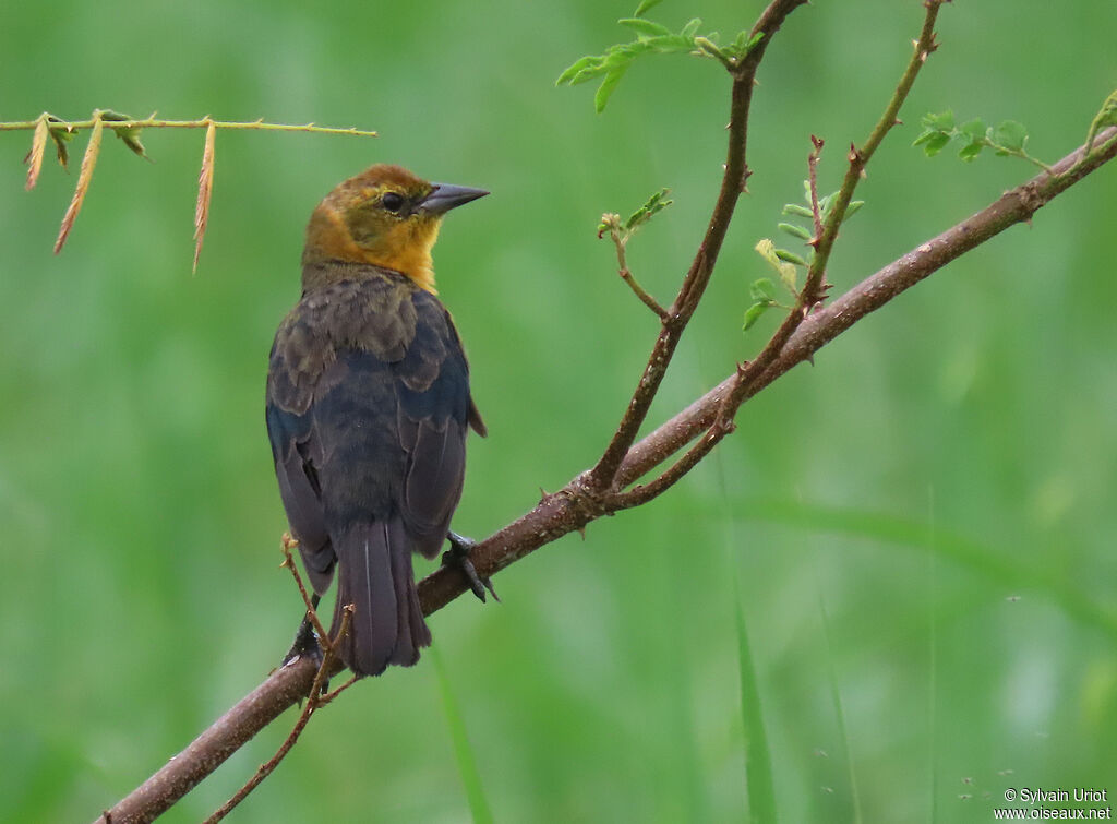 Yellow-hooded Blackbird male immature