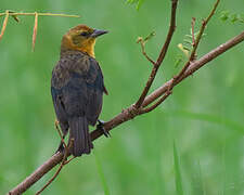 Yellow-hooded Blackbird