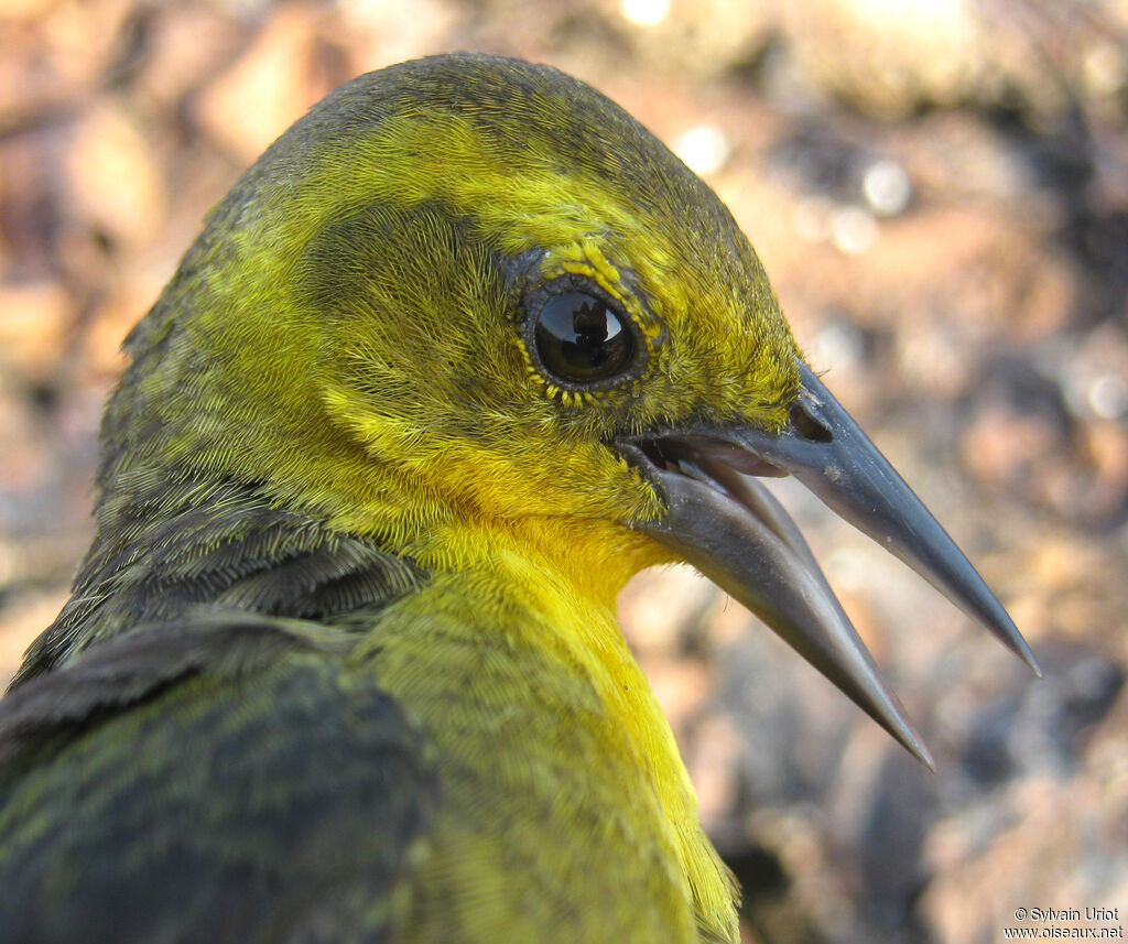 Yellow-hooded Blackbird female adult