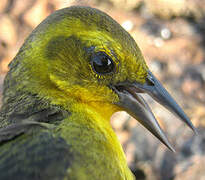 Yellow-hooded Blackbird