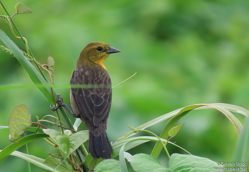 Yellow-hooded Blackbird female adult