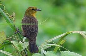 Yellow-hooded Blackbird