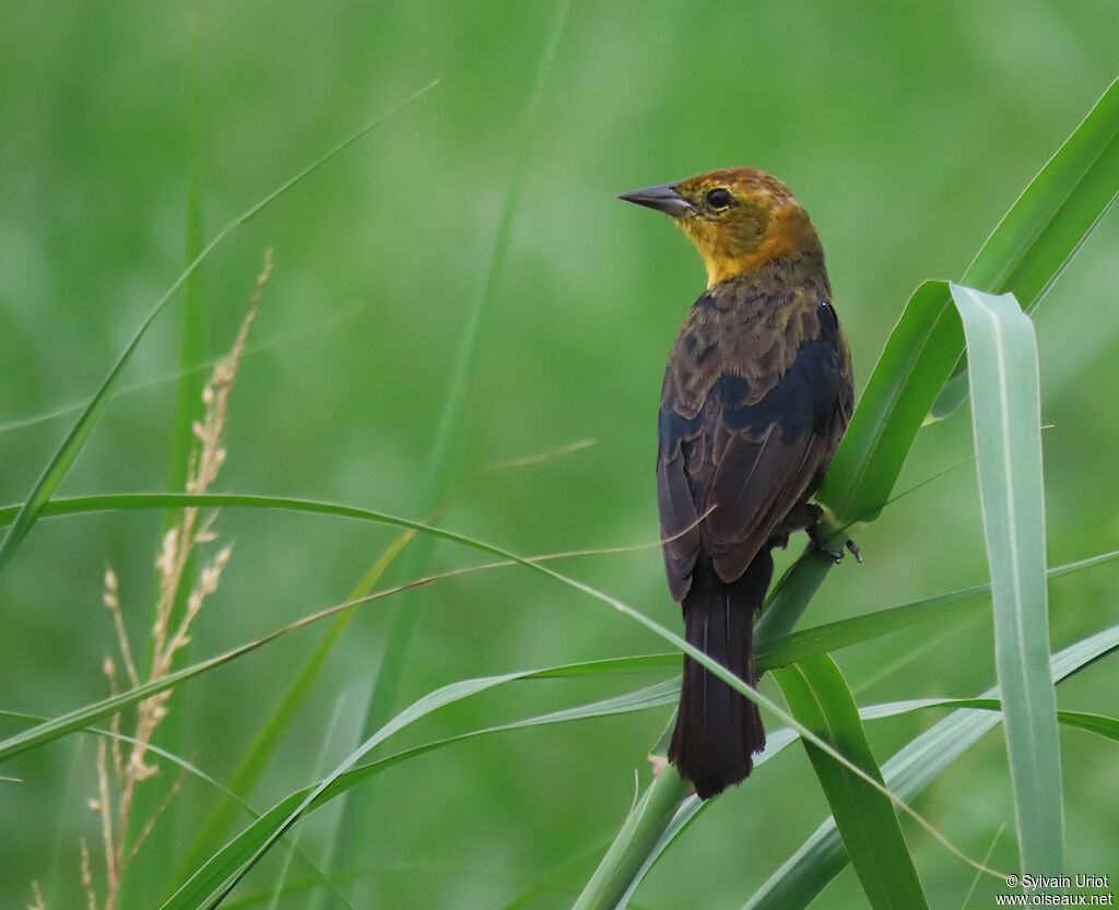 Yellow-hooded Blackbird male immature