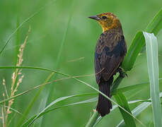 Yellow-hooded Blackbird