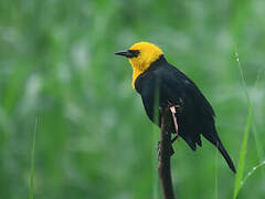 Yellow-hooded Blackbird