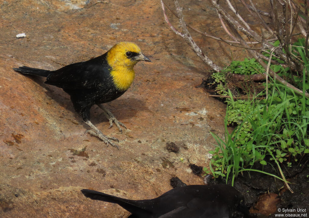 Yellow-hooded Blackbird male adult