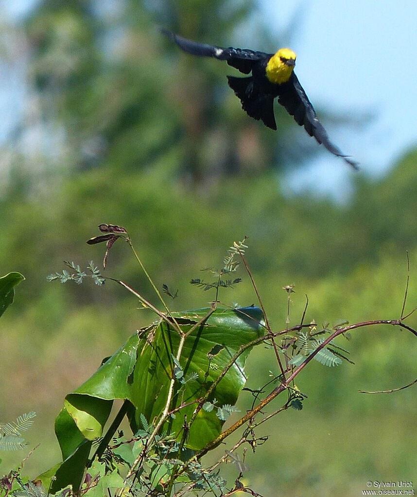 Yellow-hooded Blackbird male adult