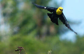 Yellow-hooded Blackbird