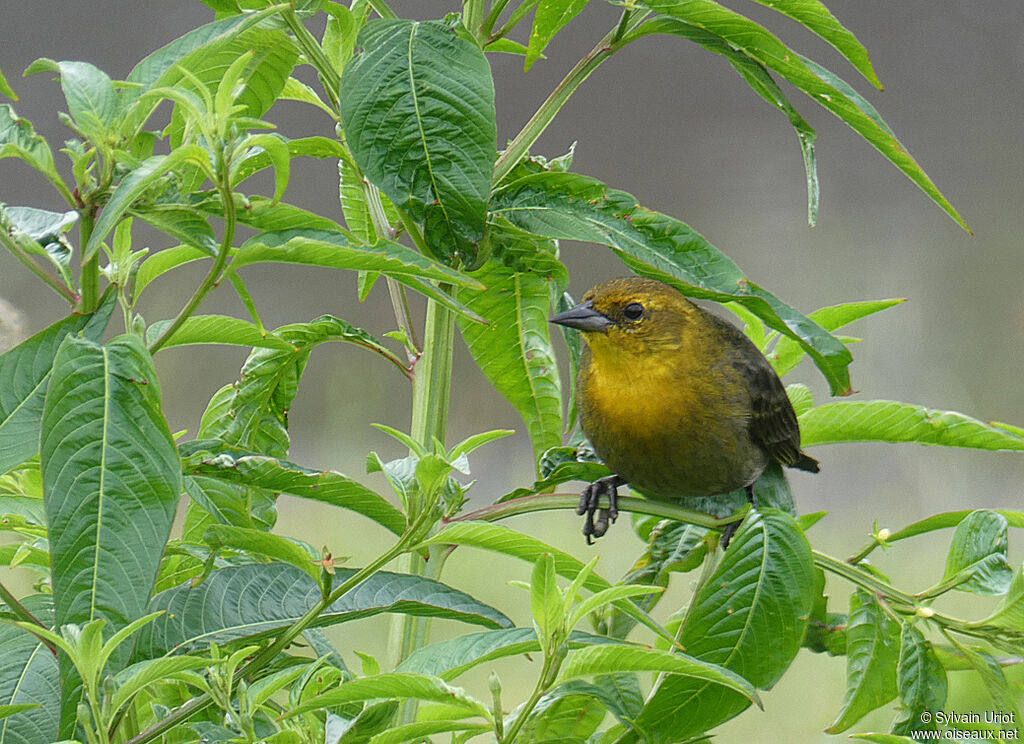 Yellow-hooded Blackbird female adult