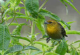 Yellow-hooded Blackbird