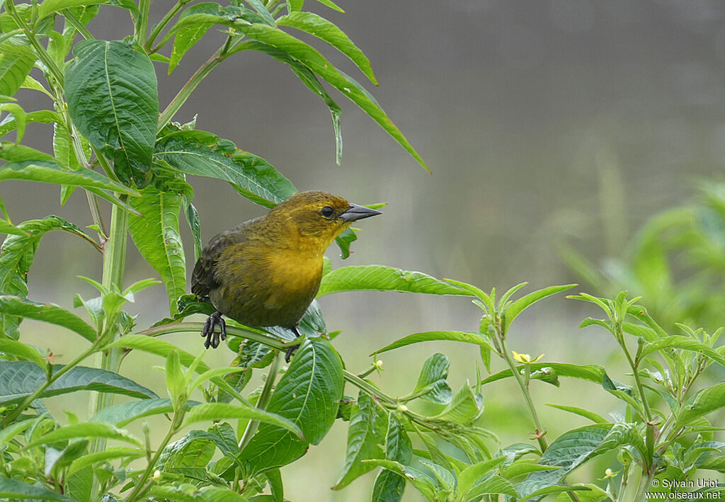 Yellow-hooded Blackbird female adult