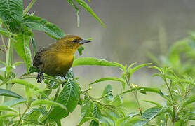 Yellow-hooded Blackbird