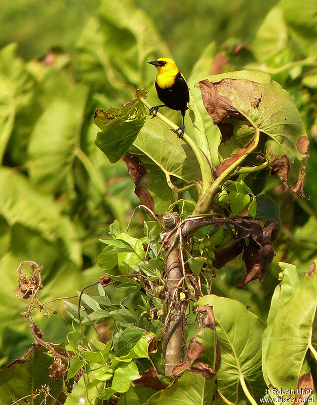 Yellow-hooded Blackbird male adult