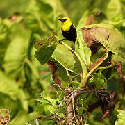 Yellow-hooded Blackbird