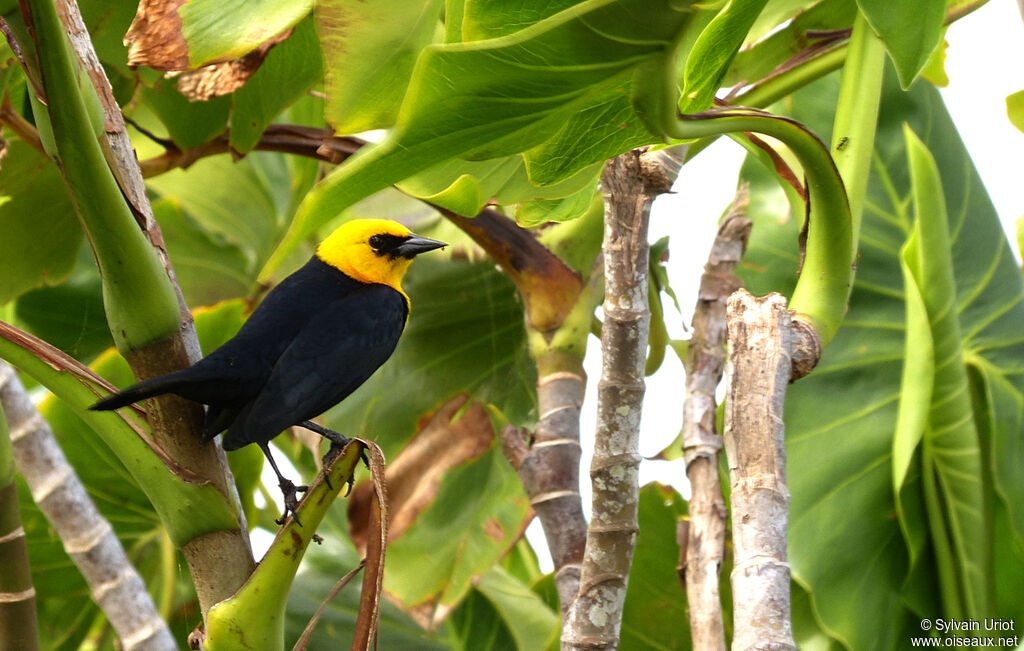 Yellow-hooded Blackbird male adult