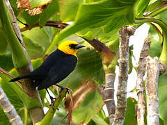 Yellow-hooded Blackbird