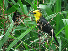 Yellow-hooded Blackbird