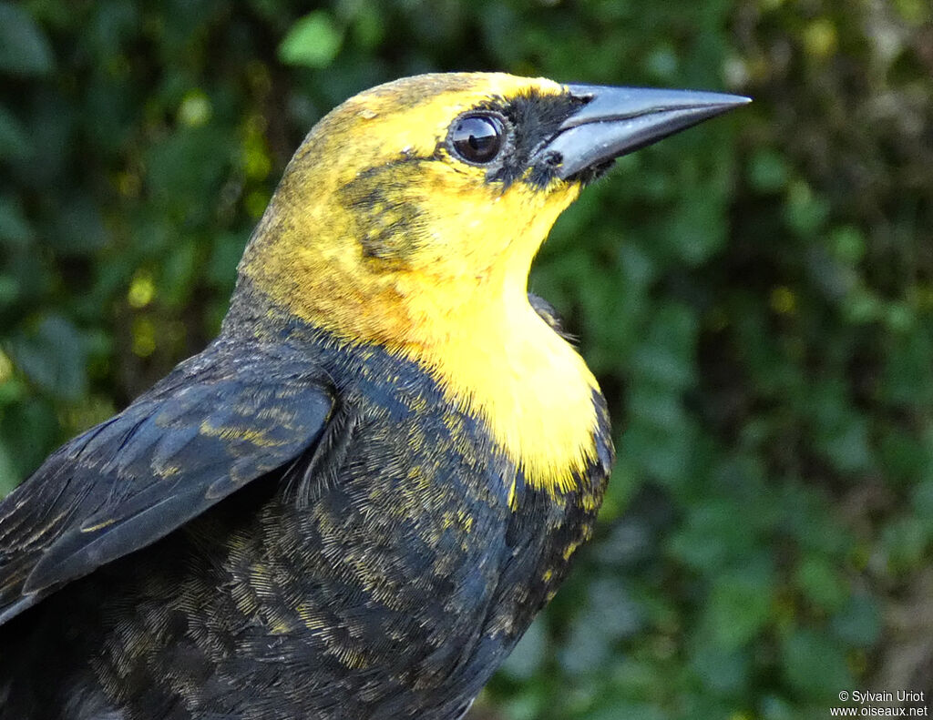 Yellow-hooded Blackbird male subadult