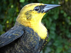 Yellow-hooded Blackbird