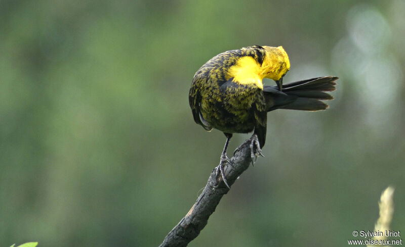 Yellow-hooded Blackbird male subadult