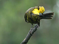 Yellow-hooded Blackbird