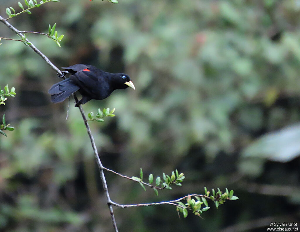 Subtropical Caciqueadult