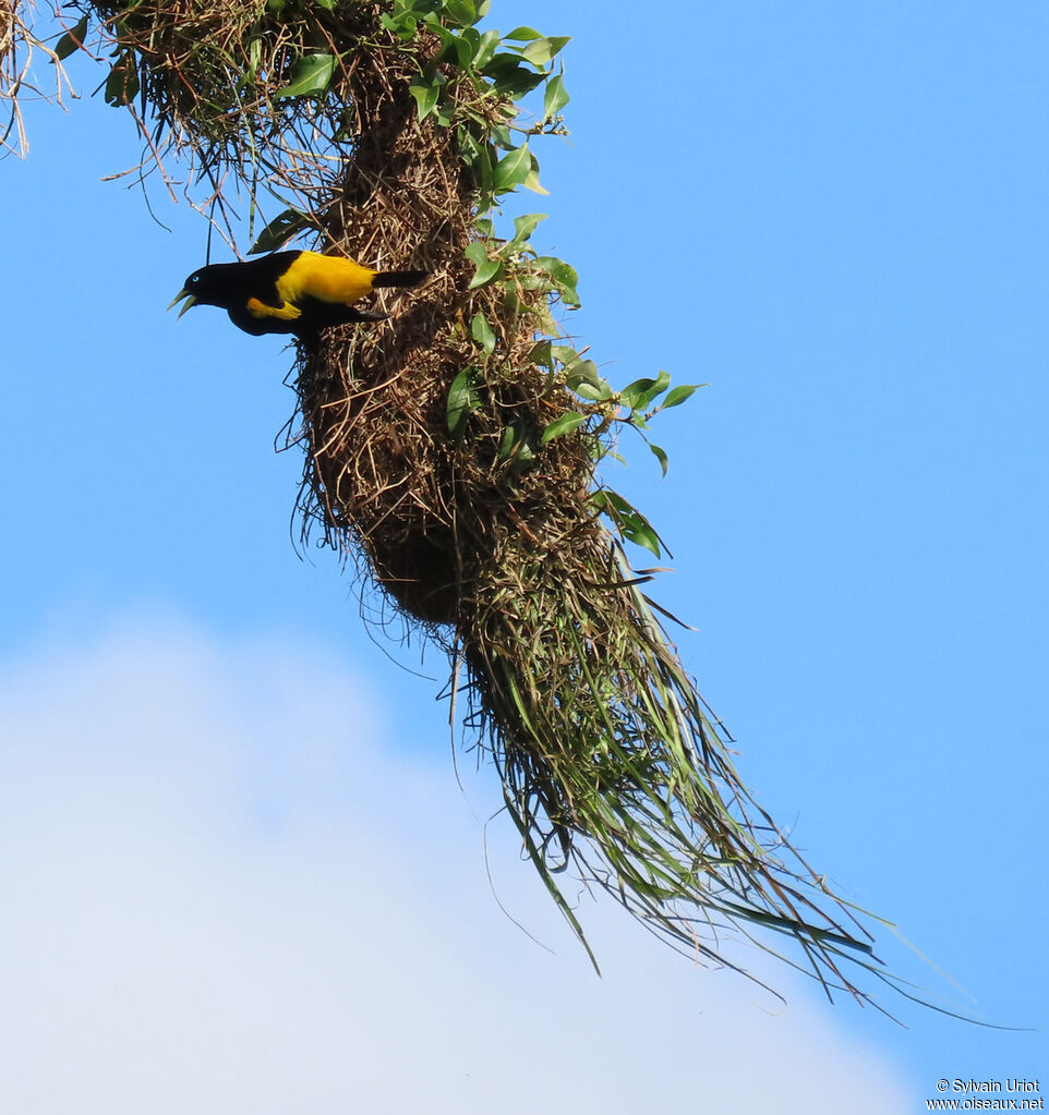 Yellow-rumped Caciqueadult