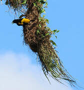 Yellow-rumped Cacique